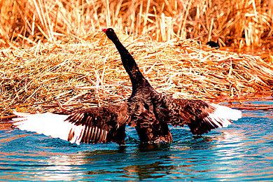 新机子呢？任天堂2024年主营业务仍然是Switch